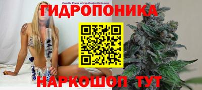 стафф Кингисепп