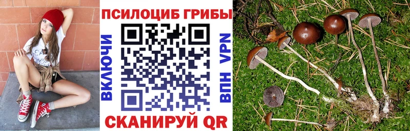 купить   Усть-Джегута  Галлюциногенные грибы Psilocybine cubensis 